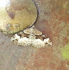 Xanthorhoe biriviata