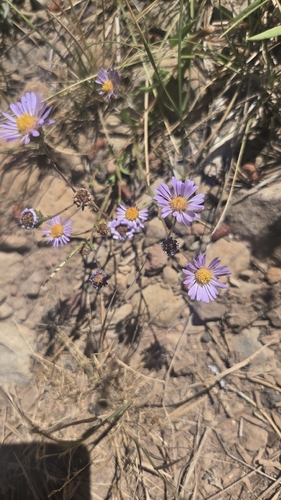 iNaturalist observation photo of American asters