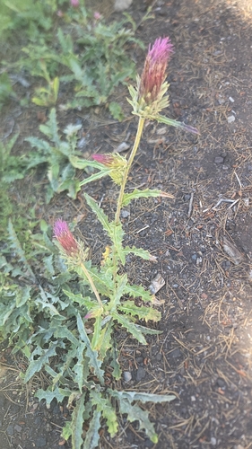 iNaturalist observation photo of Anderson's thistle