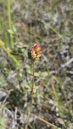 iNaturalist observation photo of western false asphodel