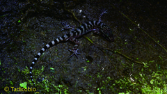 Cyrtodactylus marmoratus