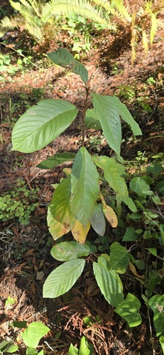 Cascara