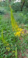 Bulbine latifolia