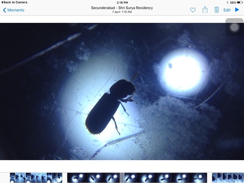 Bamboo borer, Bamboo powder-post beetle, Bamboo shot-hole borer