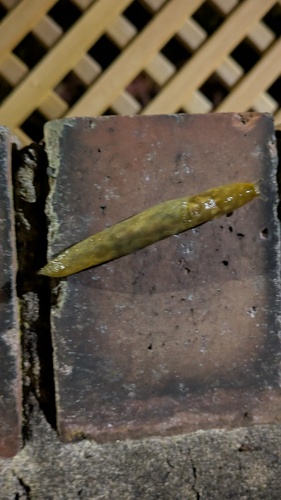 Limacus maculatus, 2026-10-07