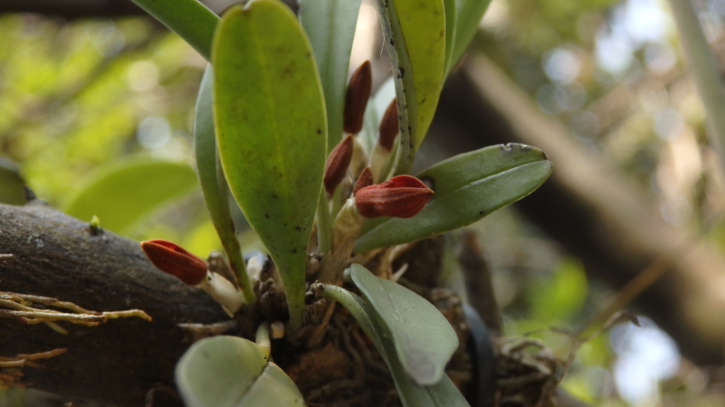Specklinia tribuloides