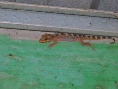 Cyrtodactylus marmoratus