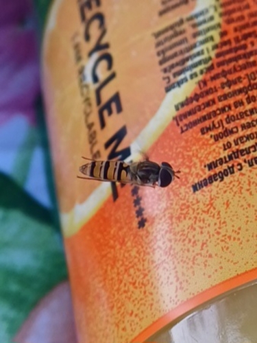 Marmalade Hover Fly