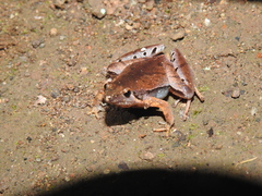 Microhyla achatina