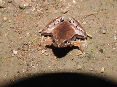 Microhyla achatina