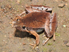 Microhyla achatina