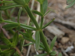 Galium serpenticum