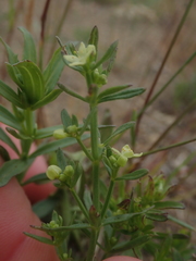Galium serpenticum