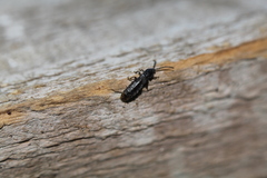 Phosphaenus hemipterus