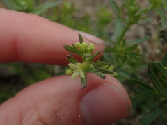 Galium serpenticum