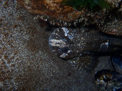 Clinocottus globiceps