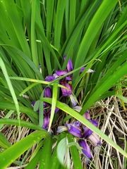 Iris graminea