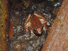Limnonectes microdiscus