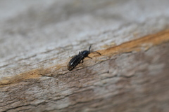 Phosphaenus hemipterus