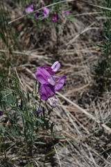Lathyrus polymorphus