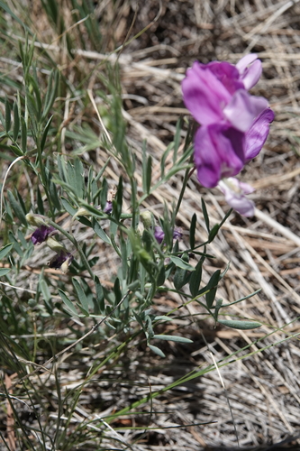 Image of Lathyrus decaphyllus by (c) Colin Croft, some rights reserved (CC BY)