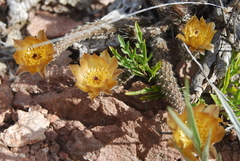 Pterocactus tuberosus