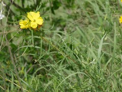 Oenothera berlandieri