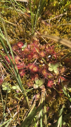 iNaturalist observation photo of round-leaved sundew