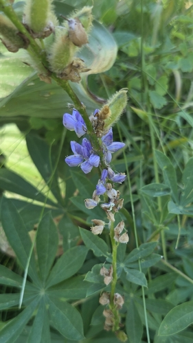 iNaturalist observation photo of Burke's Lupine