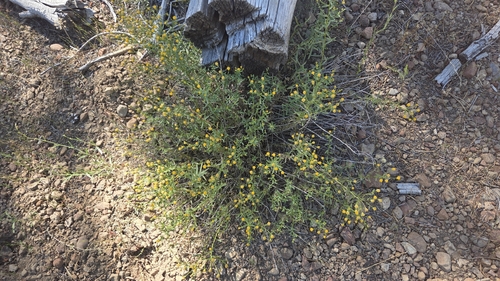iNaturalist observation photo of western rayless fleabane