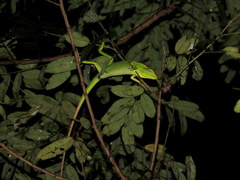 Bronchocela jubata