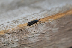 Phosphaenus hemipterus