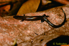 Subdoluseps bowringii