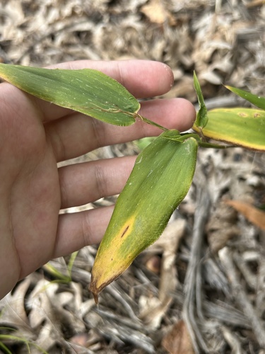 Panicum latifolium observed 2026-10-08