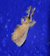 Dalceridae
