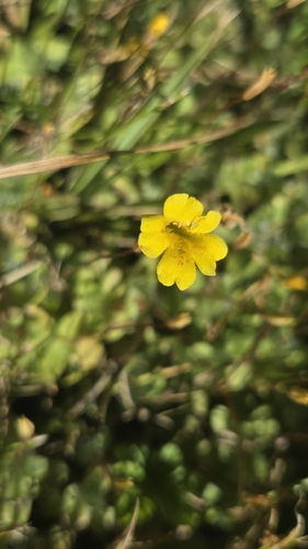 iNaturalist observation photo of primrose monkeyflower
