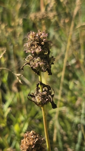 iNaturalist observation photo of Rydberg's Beardtongue