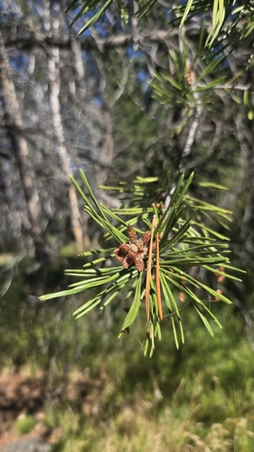 iNaturalist observation photo of lodgepole pine