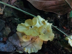 Cotylidia aurantiaca