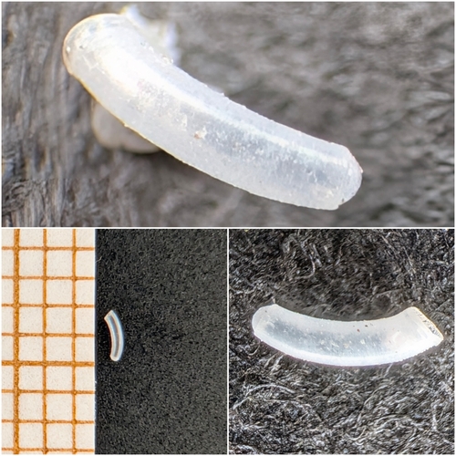 Caecum auriculatum observed 2026-07-11