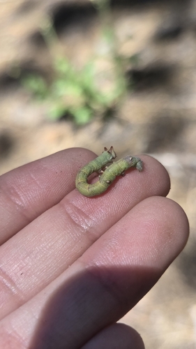 iNaturalist observation photo of Butterflies and Moths