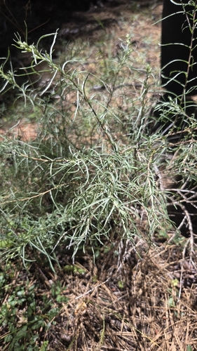 iNaturalist observation photo of goldenbushes
