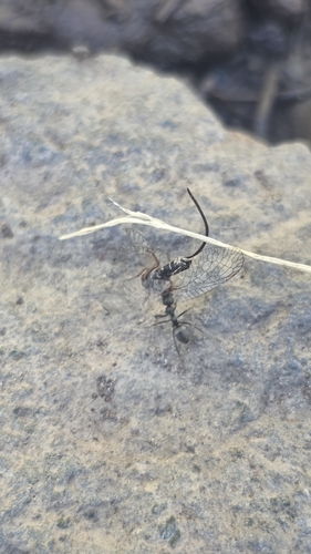 iNaturalist observation photo of Insects