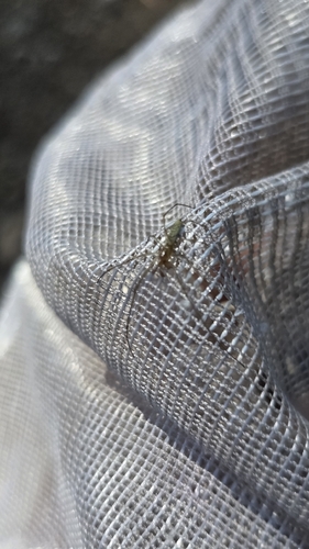 iNaturalist observation photo of Stretch Spiders