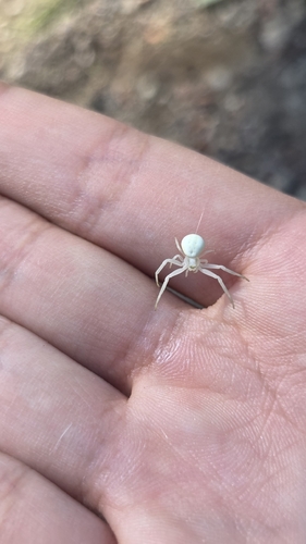 iNaturalist observation photo of Goldenrod Crab Spider