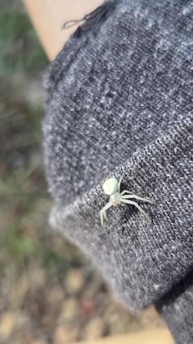 iNaturalist observation photo of Goldenrod Crab Spider