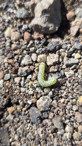 iNaturalist observation photo of Purple-lined Sallow