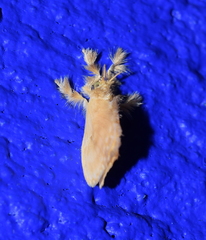 Dalceridae