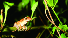 Polypedates leucomystax