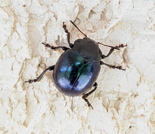 Haldeman's Green Potato Beetle photo 2